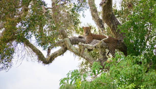 yala leopard safari morning